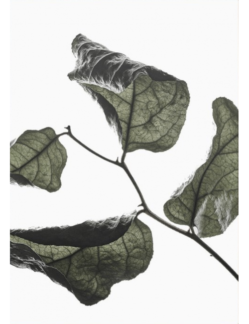 Floating Leaves 03 poster - A4