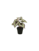 Kuntsplant Begonia