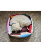 Hondenmand Small | multi