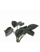 Anthurium Bush 62cm | groen